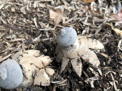 Geastrum tenuipes