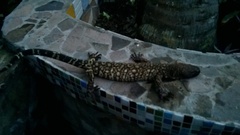 Heloderma horridum