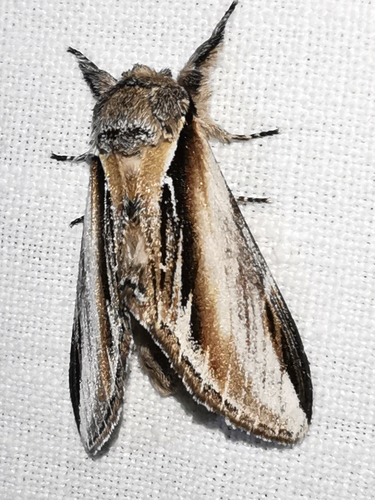 Swallow Prominent