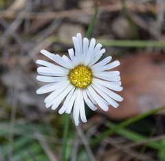Allittia uliginosa