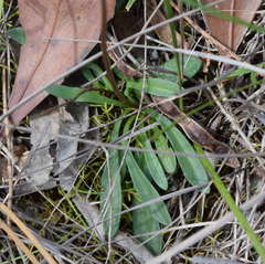 Allittia uliginosa