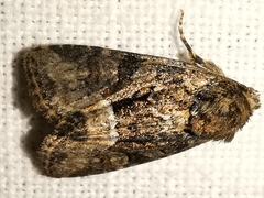 Oligia latruncula