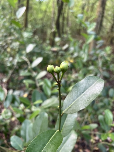 Cynophalla flexuosa observed 2026-10-02