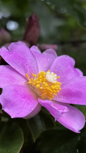 Rose Cactus