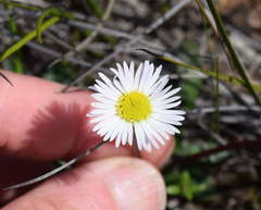 Allittia uliginosa