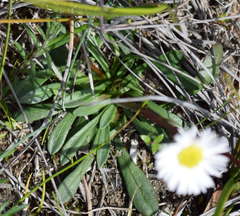 Allittia uliginosa
