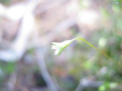 Phyllangium divergens