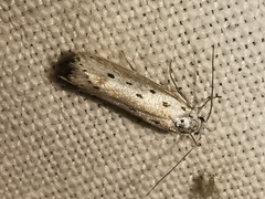 Ethmia terminella