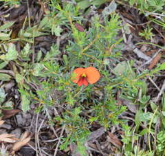 Dillwynia hispida