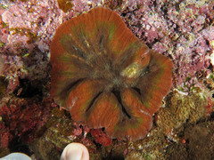 Lobophyllia hataii