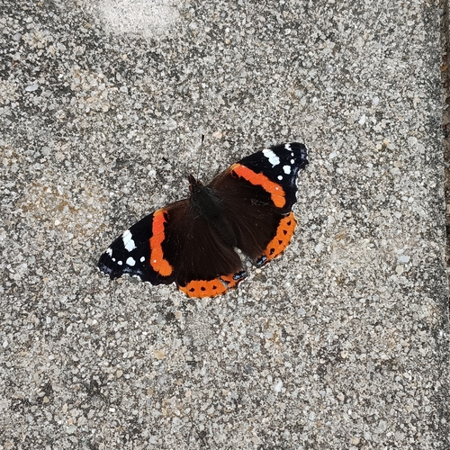 Red Admiral