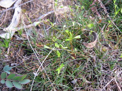 Phyllangium divergens