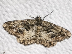 Peribatodes ilicaria