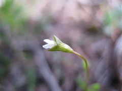 Phyllangium divergens