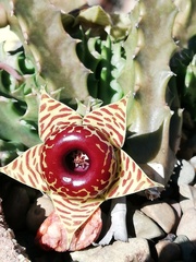 Huernia zebrina