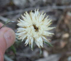 Chrysocephalum baxteri