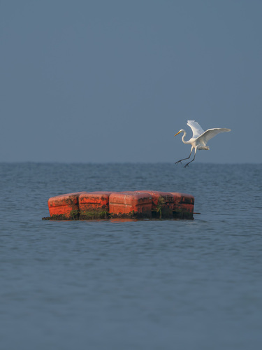 Eastern Great Egret