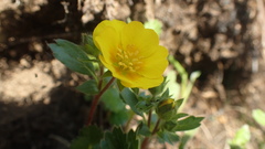 Potentilla stolonifera