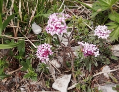 Daphne striata