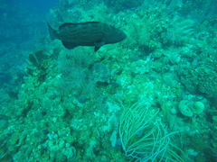 Mycteroperca bonaci