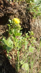 Potentilla stolonifera