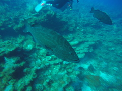 Mycteroperca bonaci