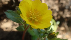 Potentilla stolonifera