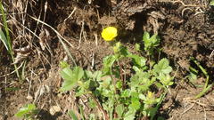 Potentilla stolonifera