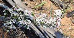Thryptomene calycina