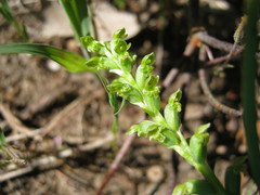 Microtis frutetorum
