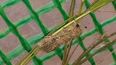 Spodoptera cilium