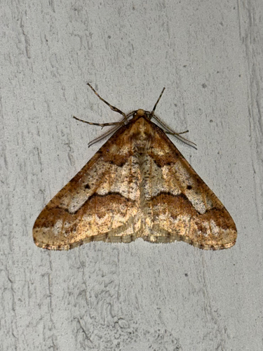 Mottled Umber