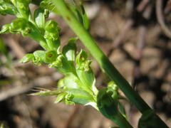 Microtis frutetorum