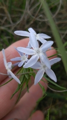 Amsonia ciliata