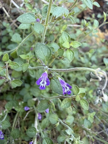 Hedeoma nana
