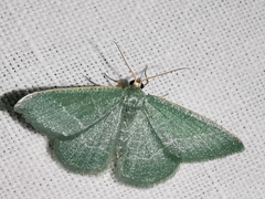 Phaiogramma etruscaria