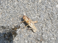 Haplotropis brunneriana