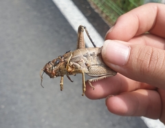 Haplotropis brunneriana