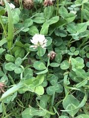 Trifolium repens