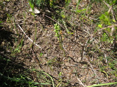 Microtis frutetorum