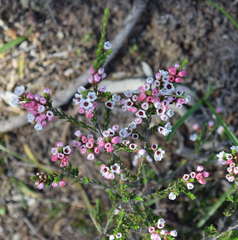 Thryptomene calycina