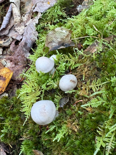 Common Gilled Mushrooms and Allies