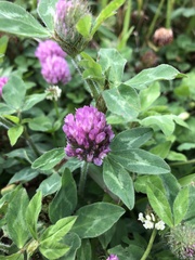 Trifolium pratense