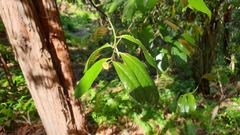 Eupomatia laurina