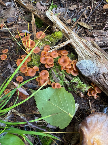 Pinewood Gingertail