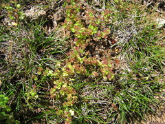 Hydrocotyle callicarpa