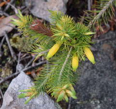 Stenanthera pinifolia