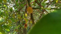 Eupomatia laurina
