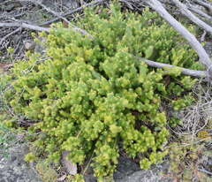 Stenanthera pinifolia