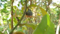Eupomatia laurina